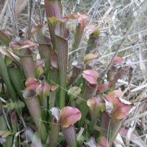 pitcher-plants
